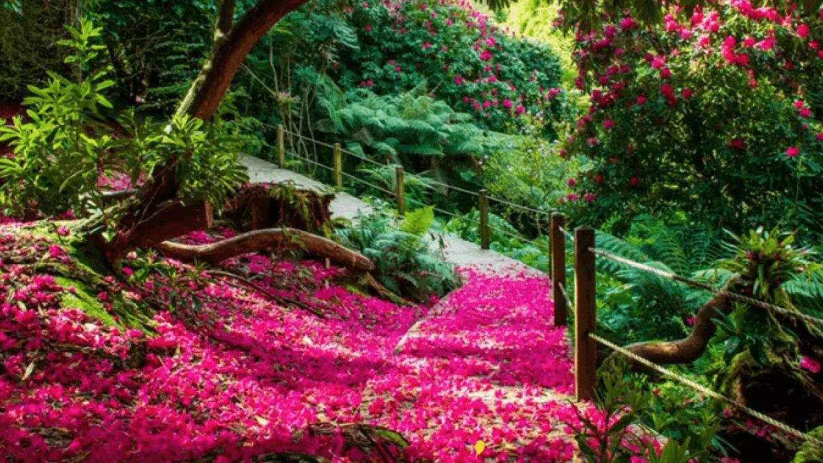 The Lost Gardens of Heligan - Photo