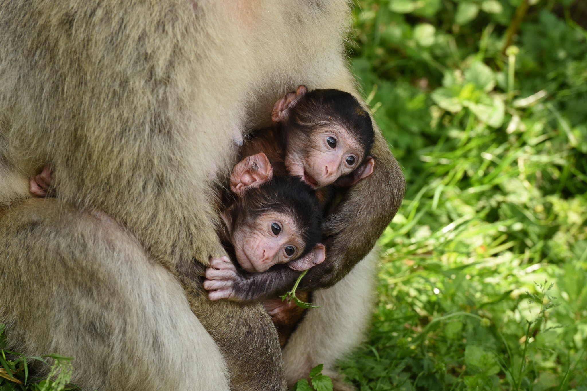 Trentham Monkey Forest - Photo