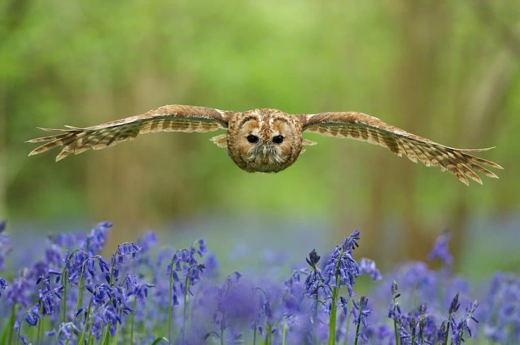 British Wildlife Centre