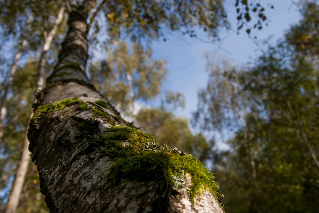 Beacon Wood Country Park - Photo