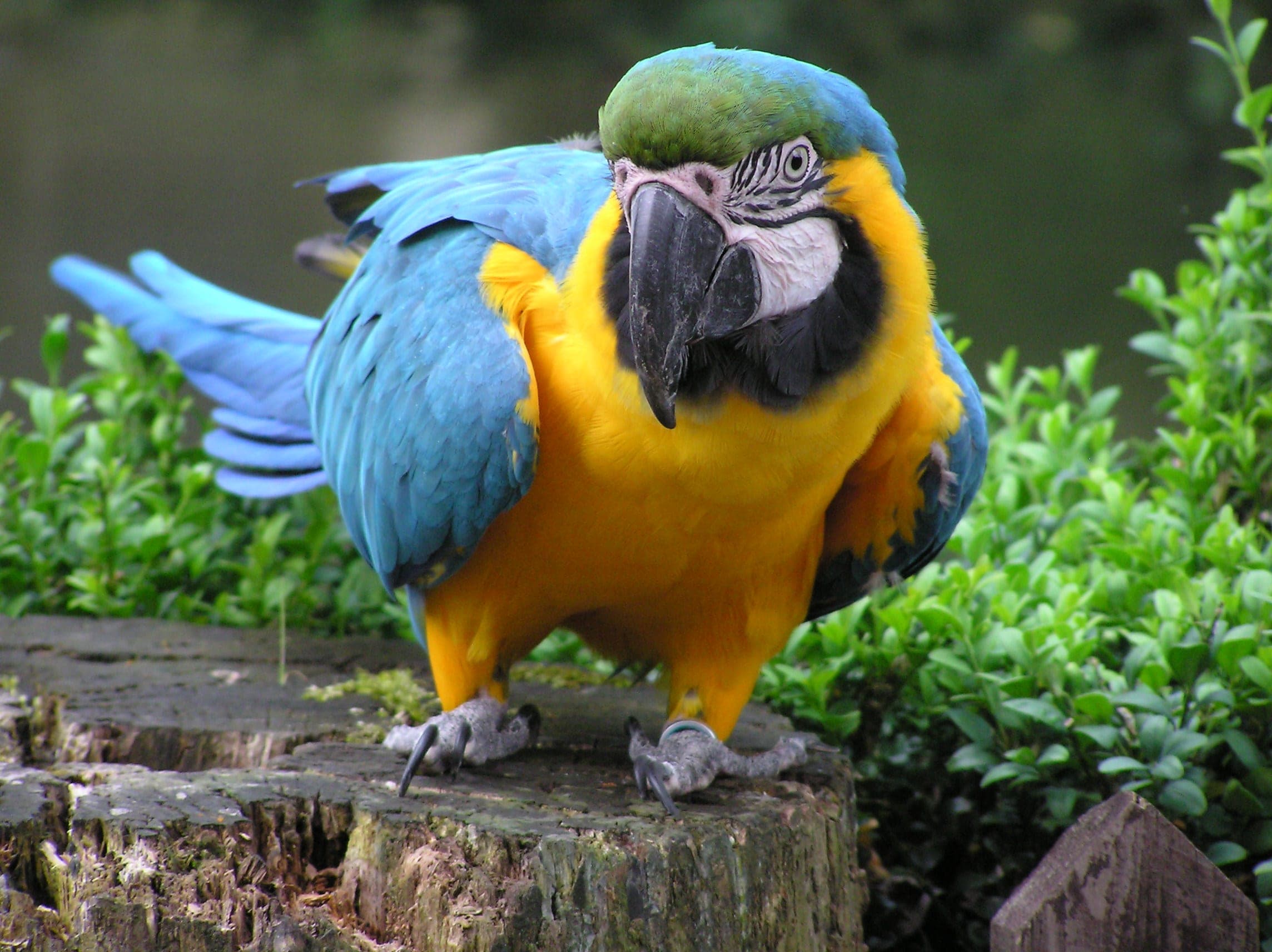 Birdland Park and Gardens - Photo