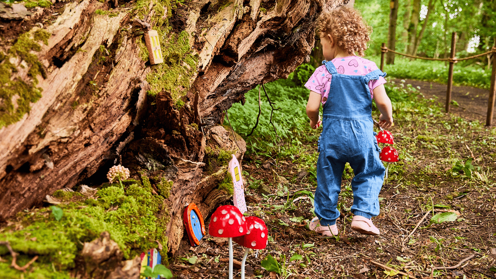 The Secret Forest - Photo