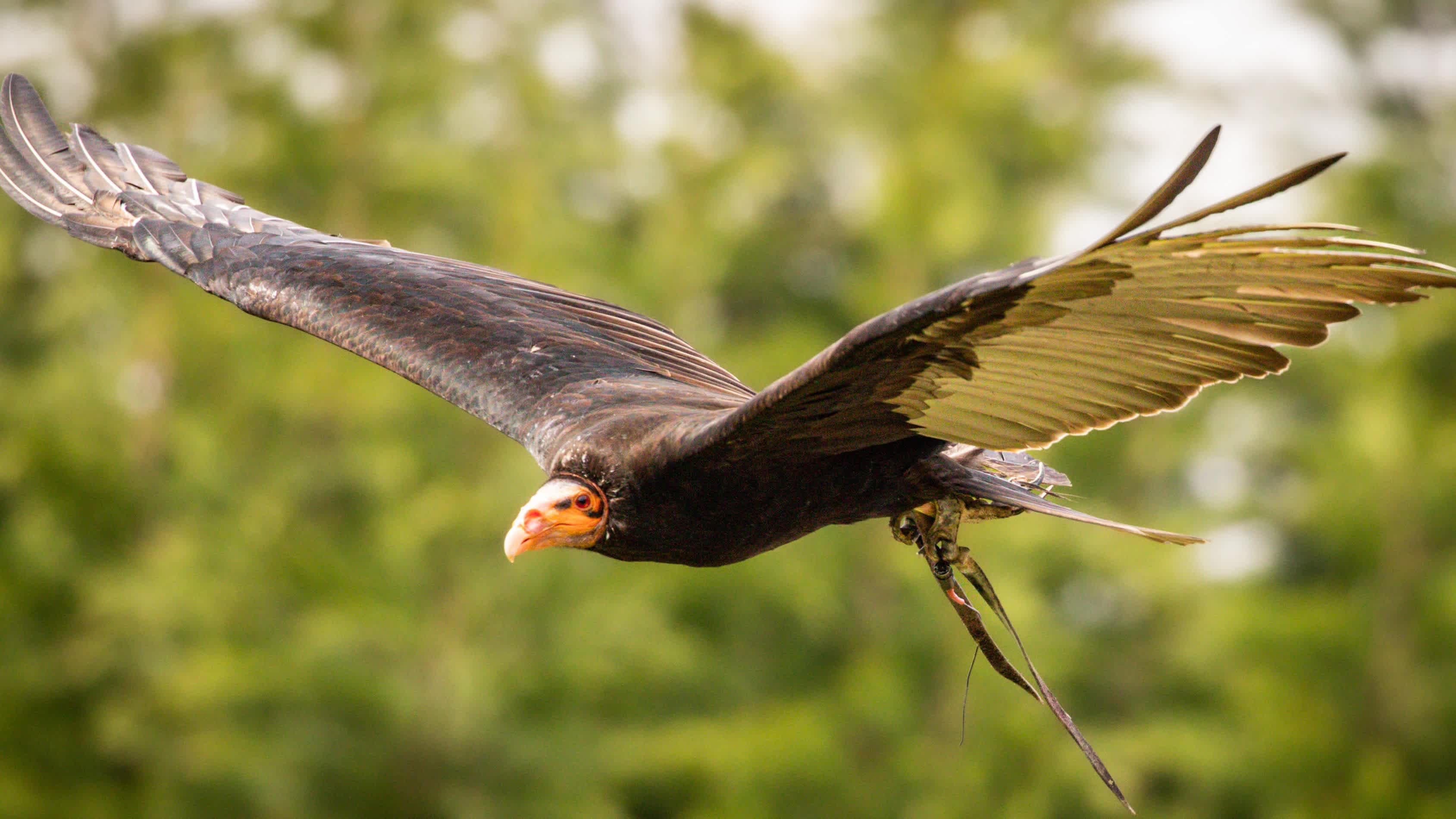 Huxleys Bird of Prey Centre - Photo