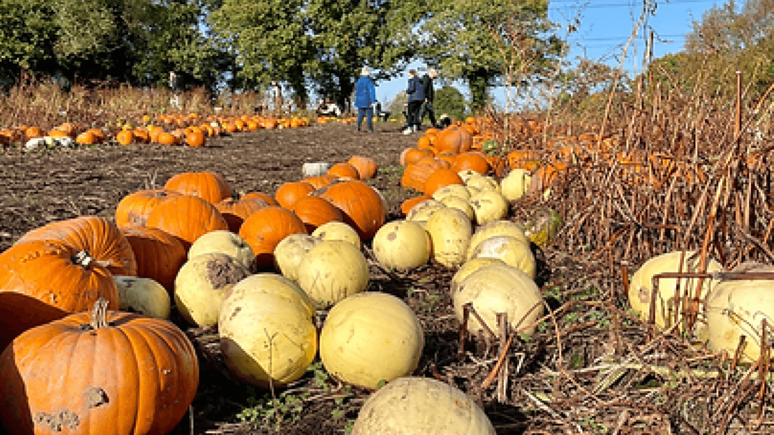 The Dunham Pumpkin Patch - Photo 1