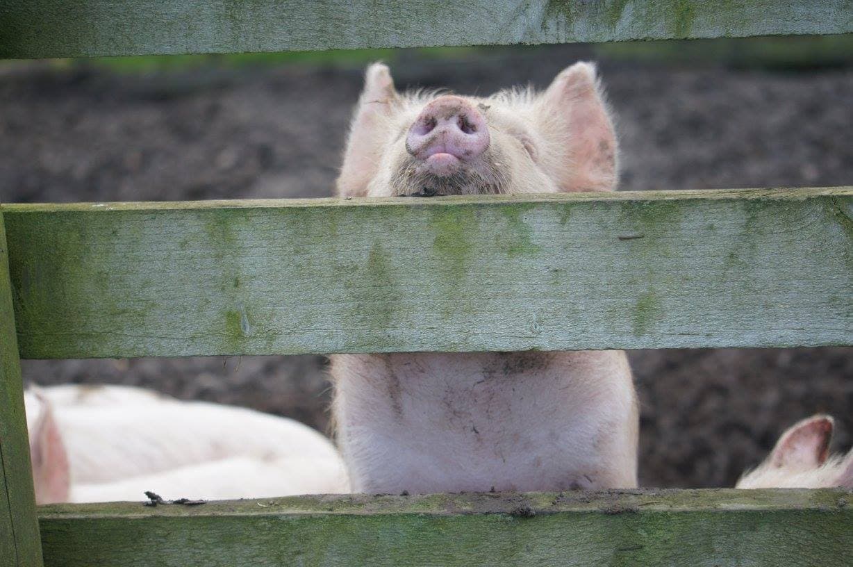 Gorse Hill City Farm - Photo
