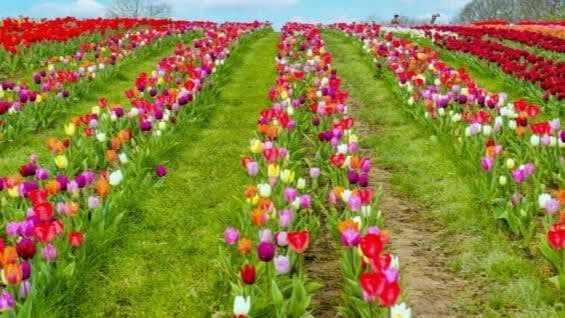 Tulleys Tulip Gardens - Photo
