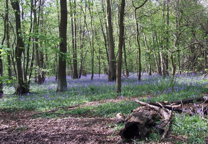 Rufford Abbey Country Park - Photo
