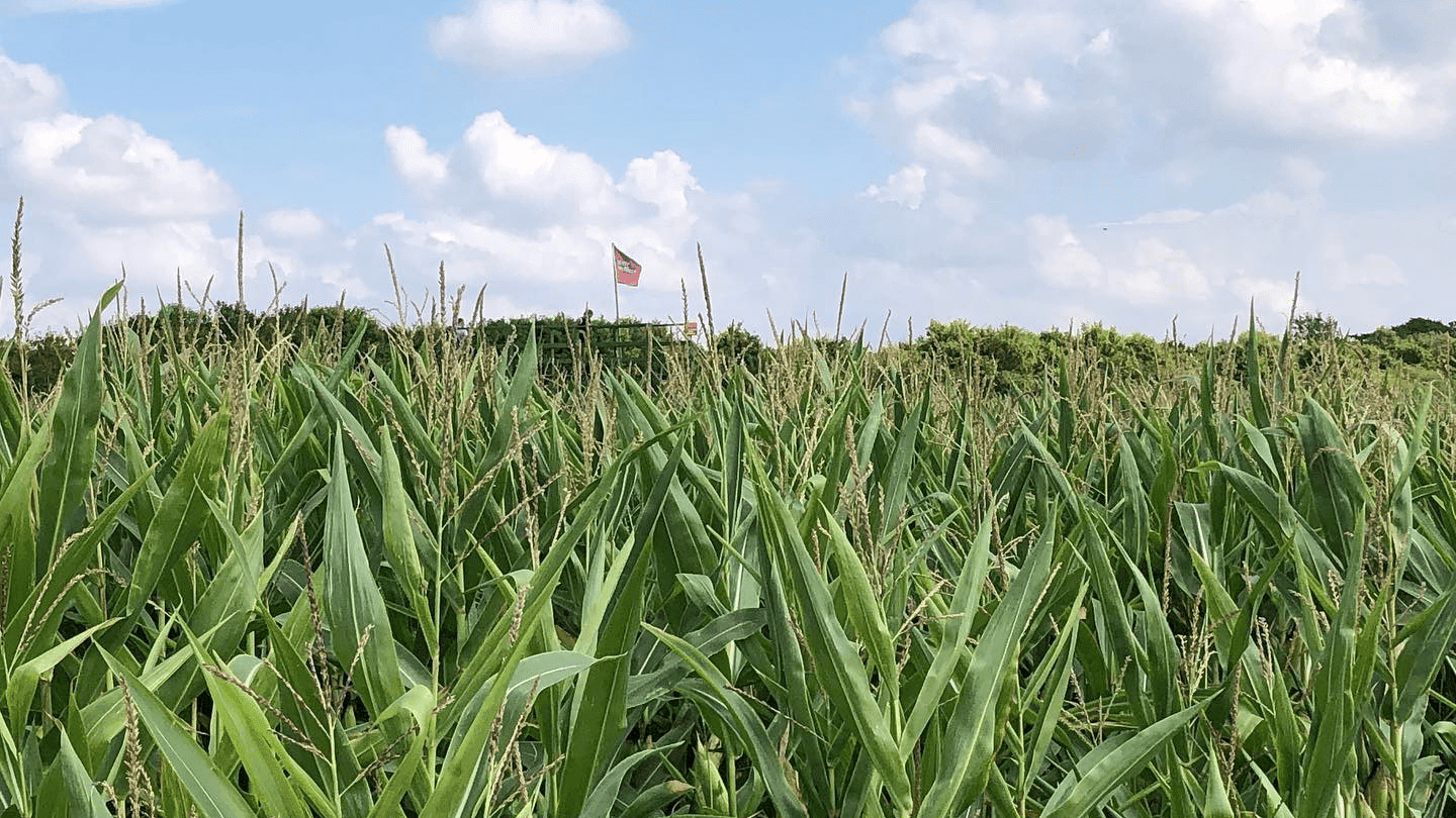 Writtle Maize Maze - Photo