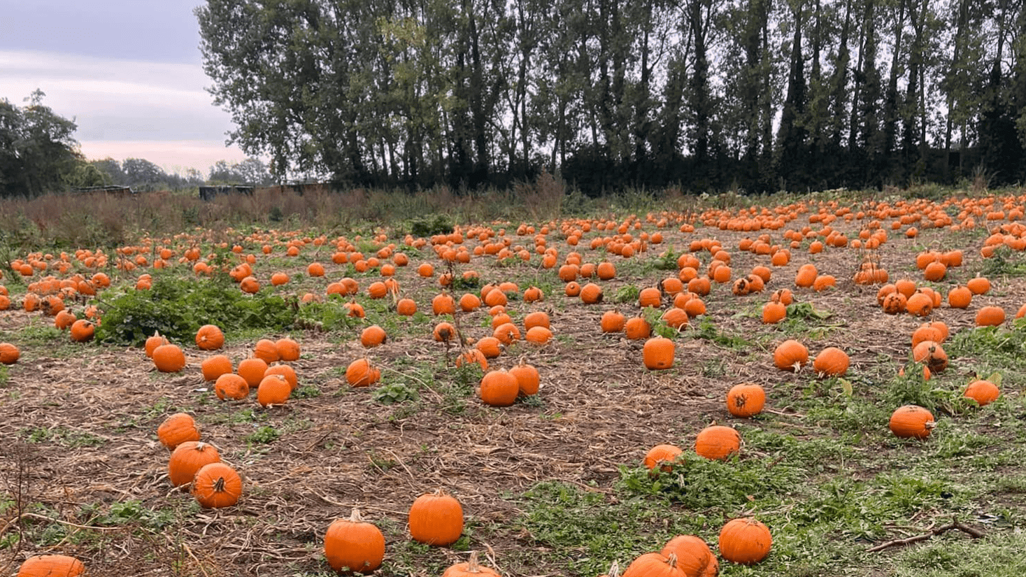 Pumpkin Picking at Hewitt's Farm - Photo 1