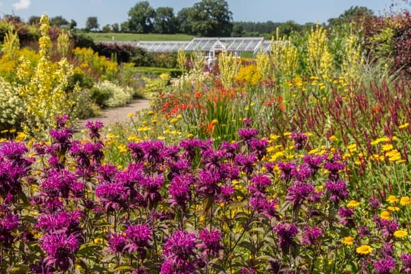 Helmsley Walled Garden - Photo