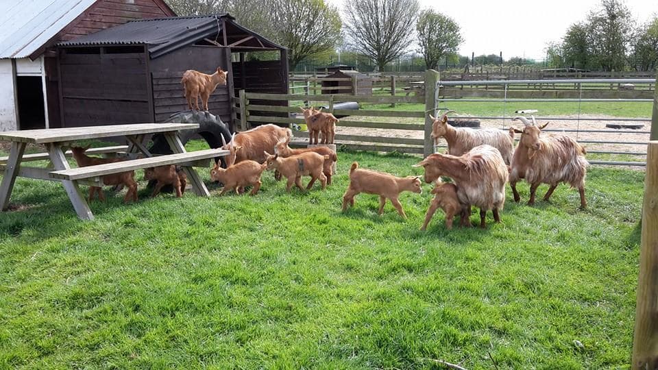 Gorse Hill City Farm - Photo