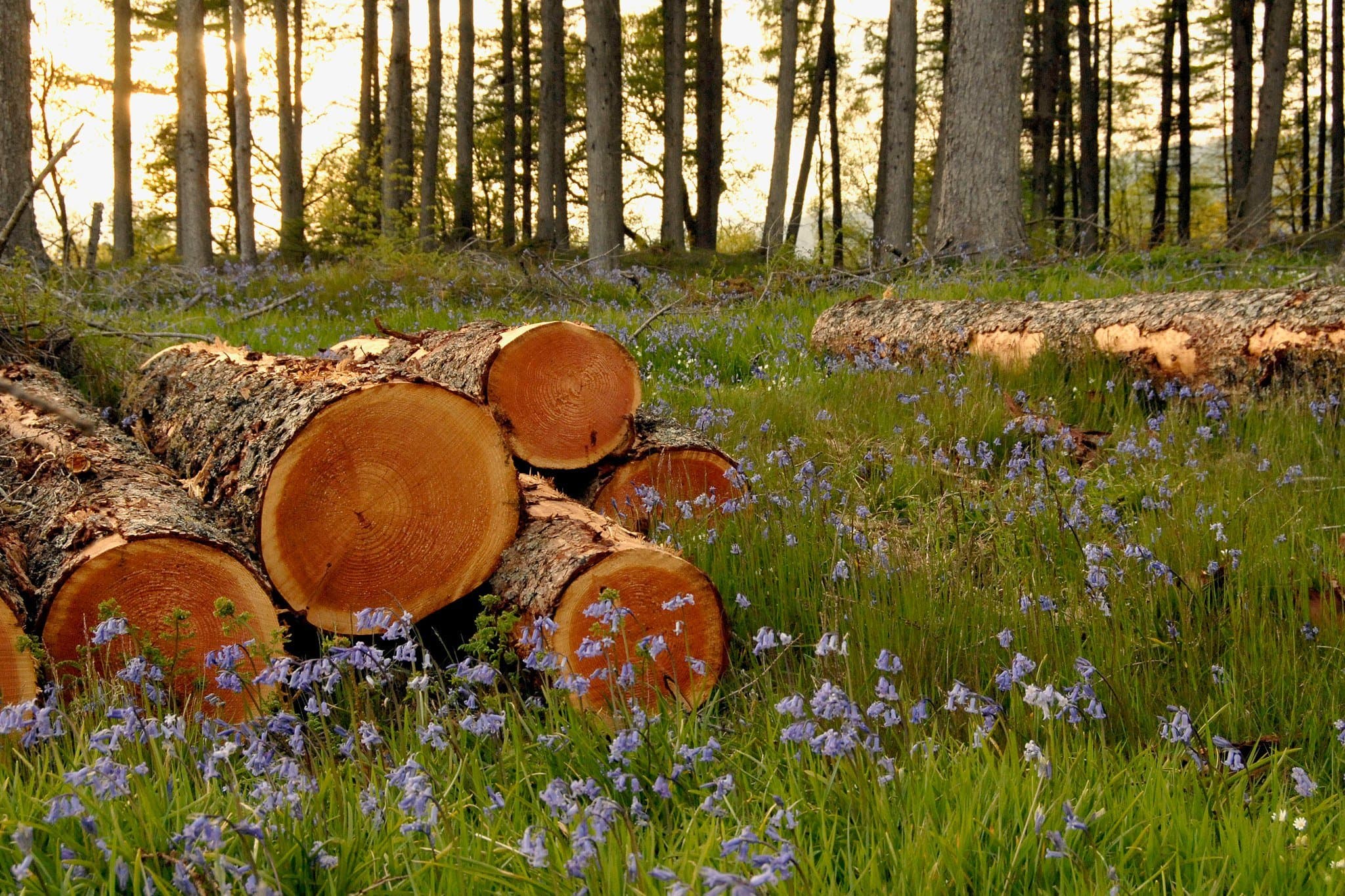 Loch Lomond National Nature Reserve