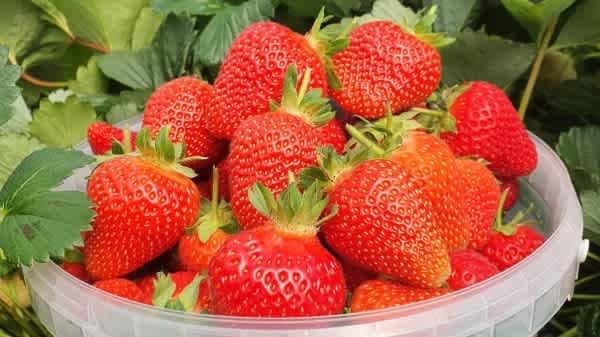 Manor Farm Fruits
