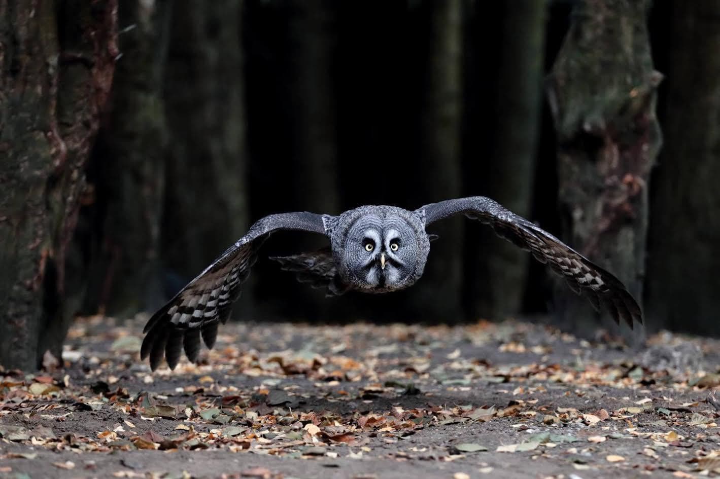 The Kent Owl Academy - Photo