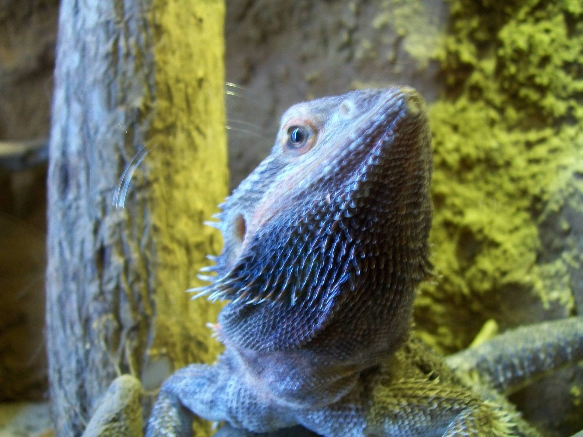 Wingham Wildlife Park - Photo