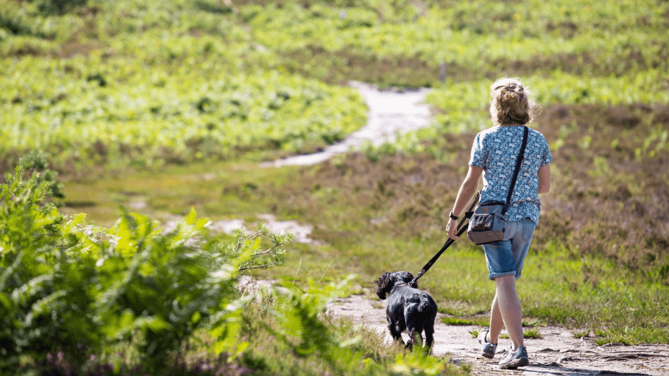 Avon Heath Country Park - Photo