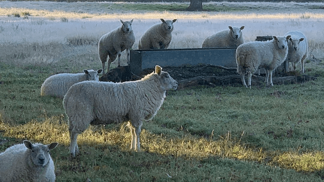 Lockey Farm
