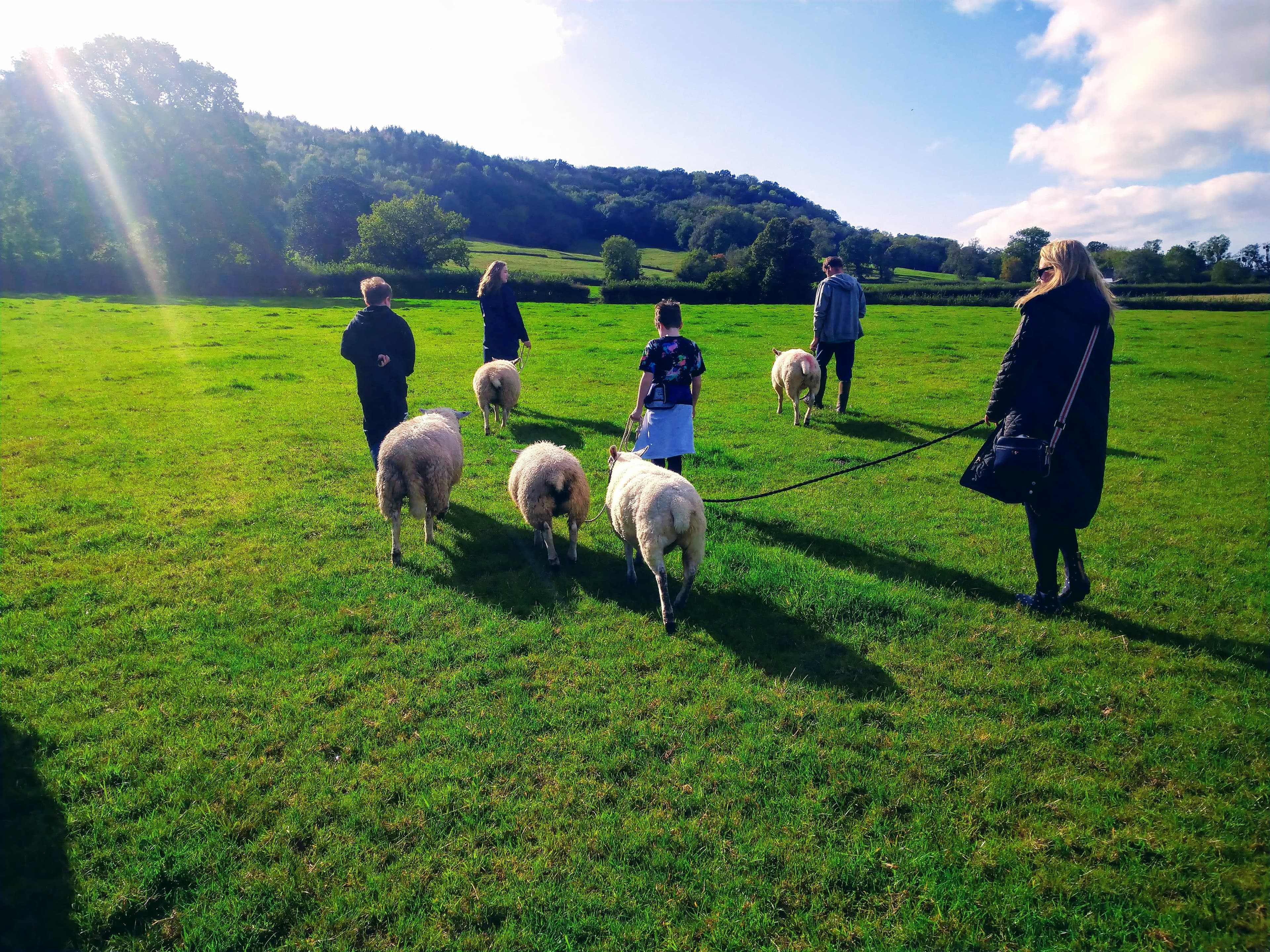 Somerset Sheep Trekking - Photo