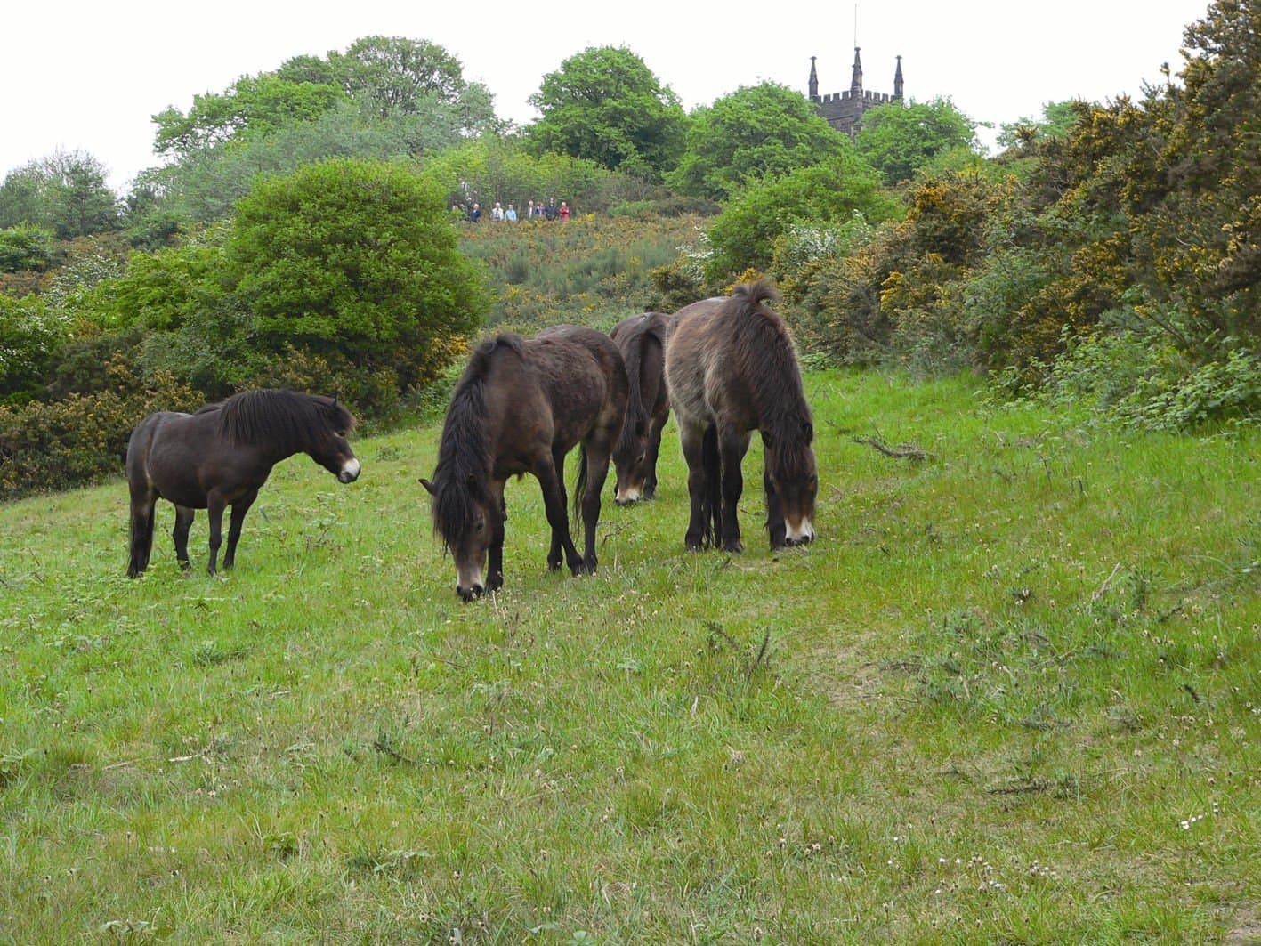 Saltwells Local Nature Reserve - Photo