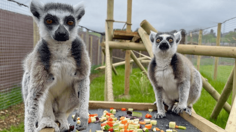 wildway wildlife mini zoo