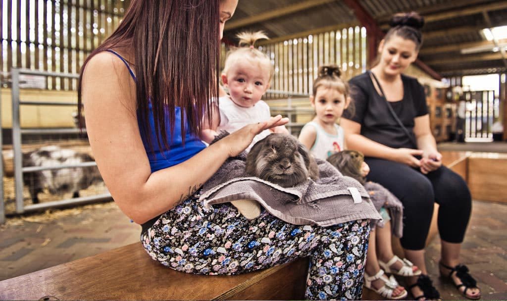 Cefn Mably Farm Park