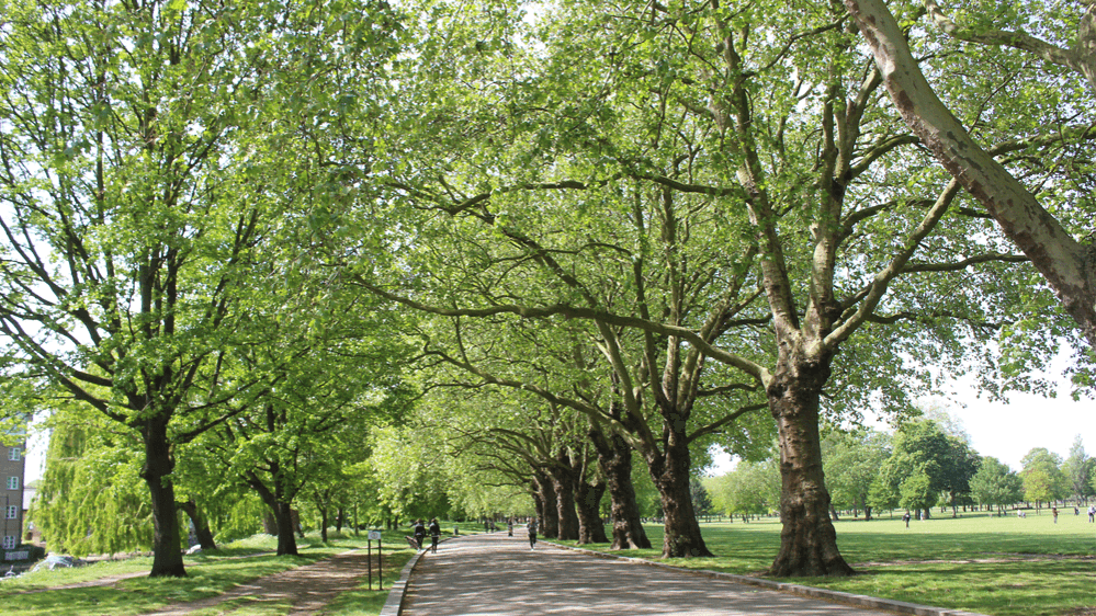 Victoria Park Tower Hamlets - Photo