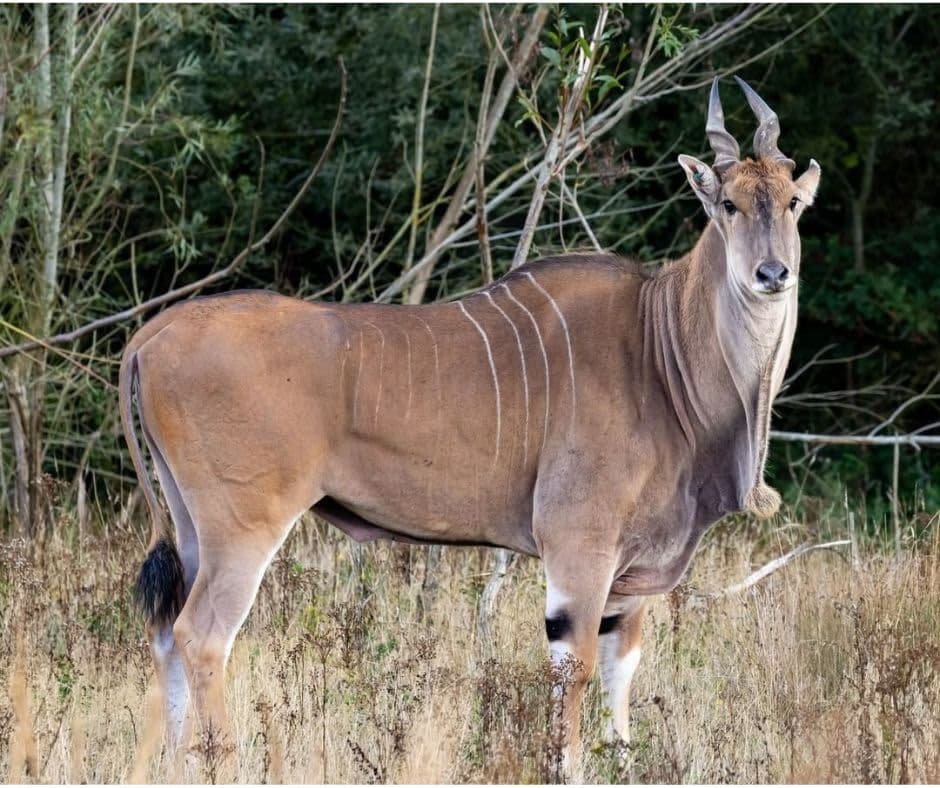 Watatunga Wildlife Reserve - Photo