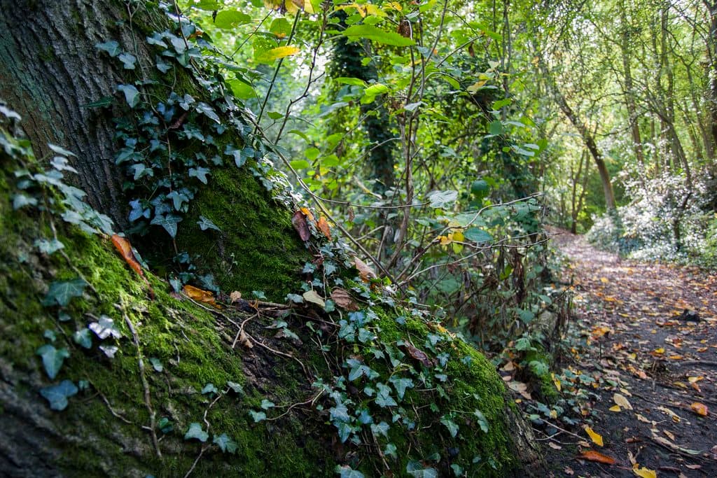 Beacon Wood Country Park - Photo 1