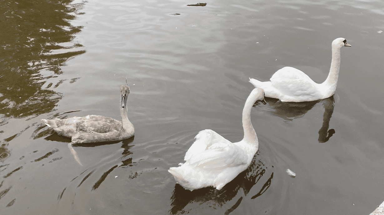 Skipton Boat Trips