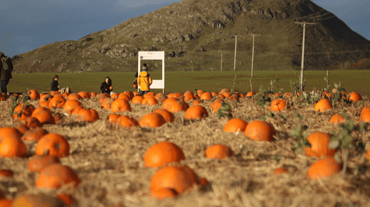 Balgone Pumpkins at Balgone Estate - Photo 1