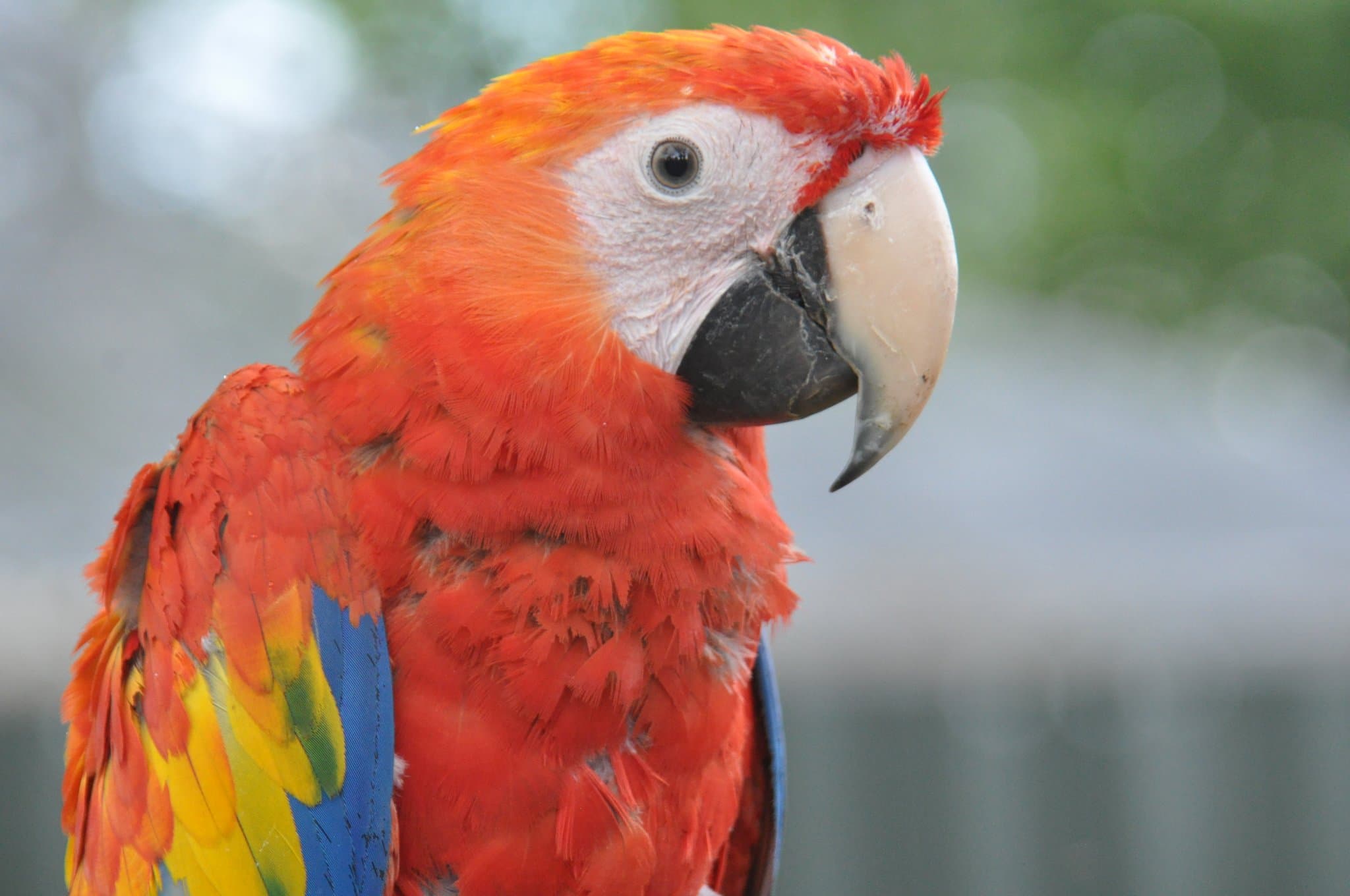 Tropical Birdland - Photo