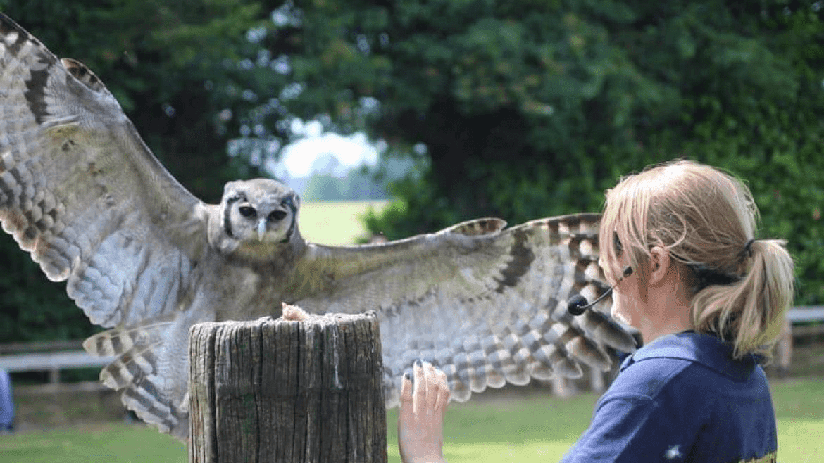 Liberty's Owl, Raptor And Reptile Centre - Photo 1