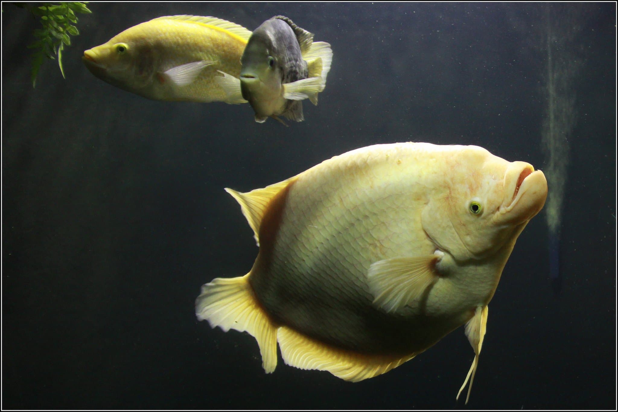 Matlock Bath Aquarium