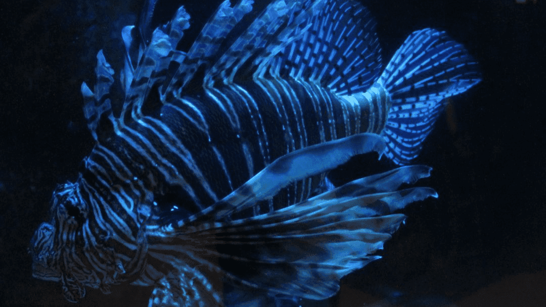 Exploris Aquarium - Photo 1