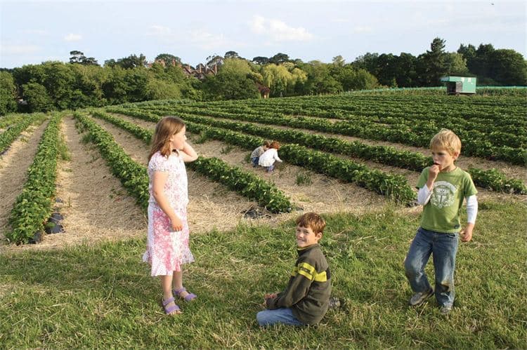 Goodall's Strawberries - Photo