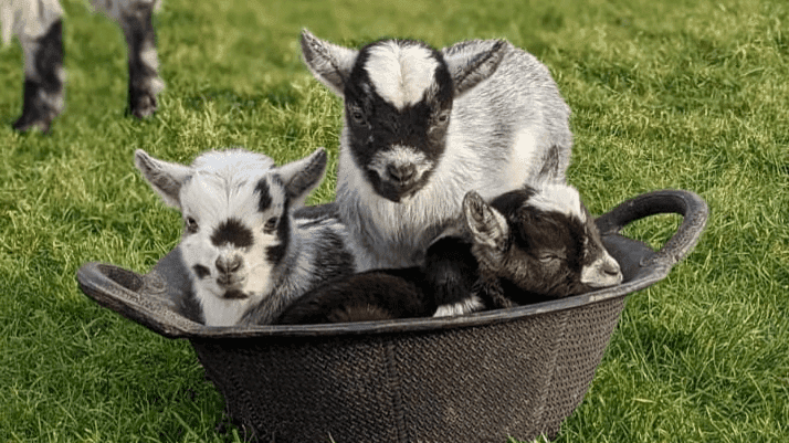 Small Breeds Farm Park