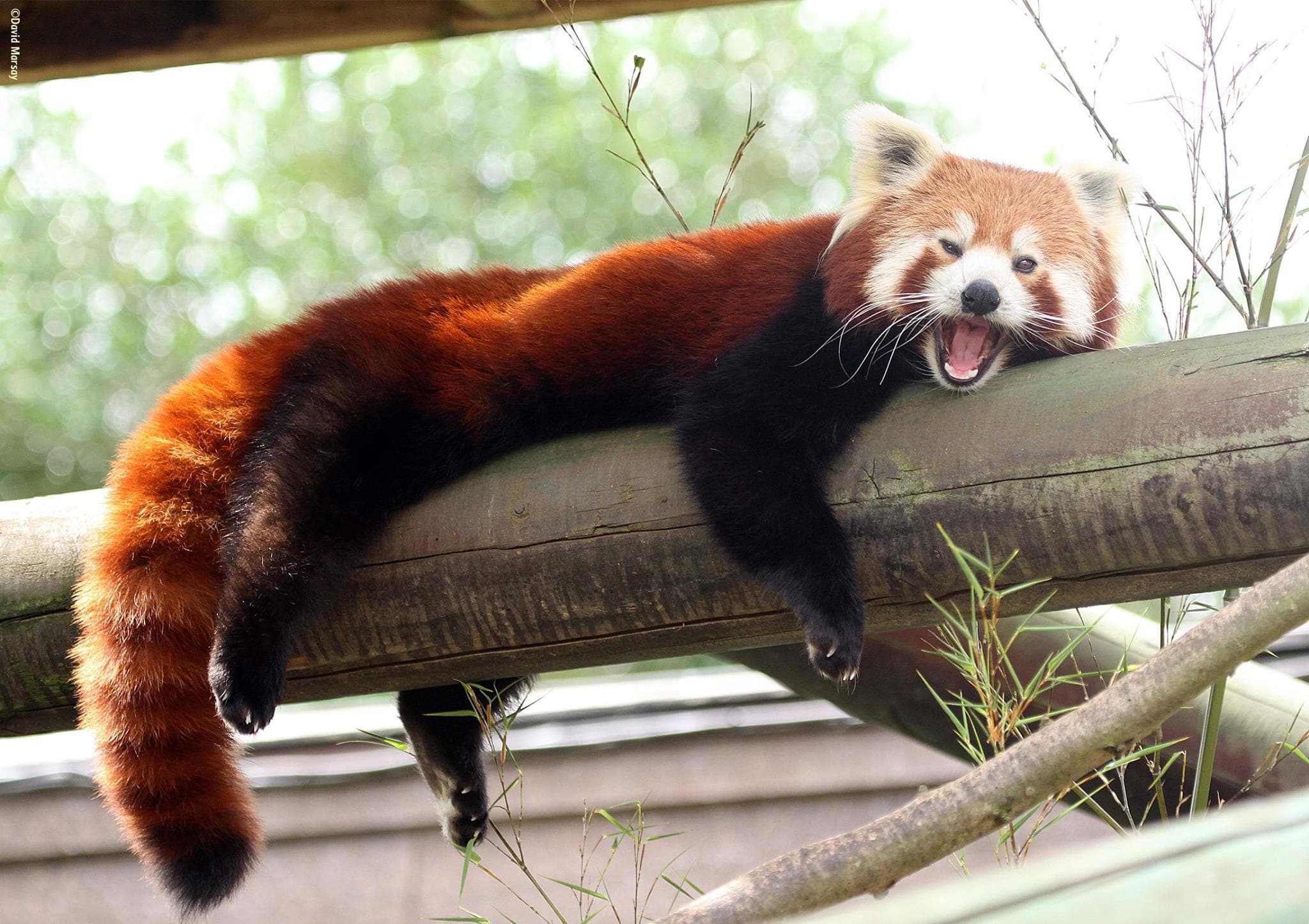 Colchester Zoo - Photo