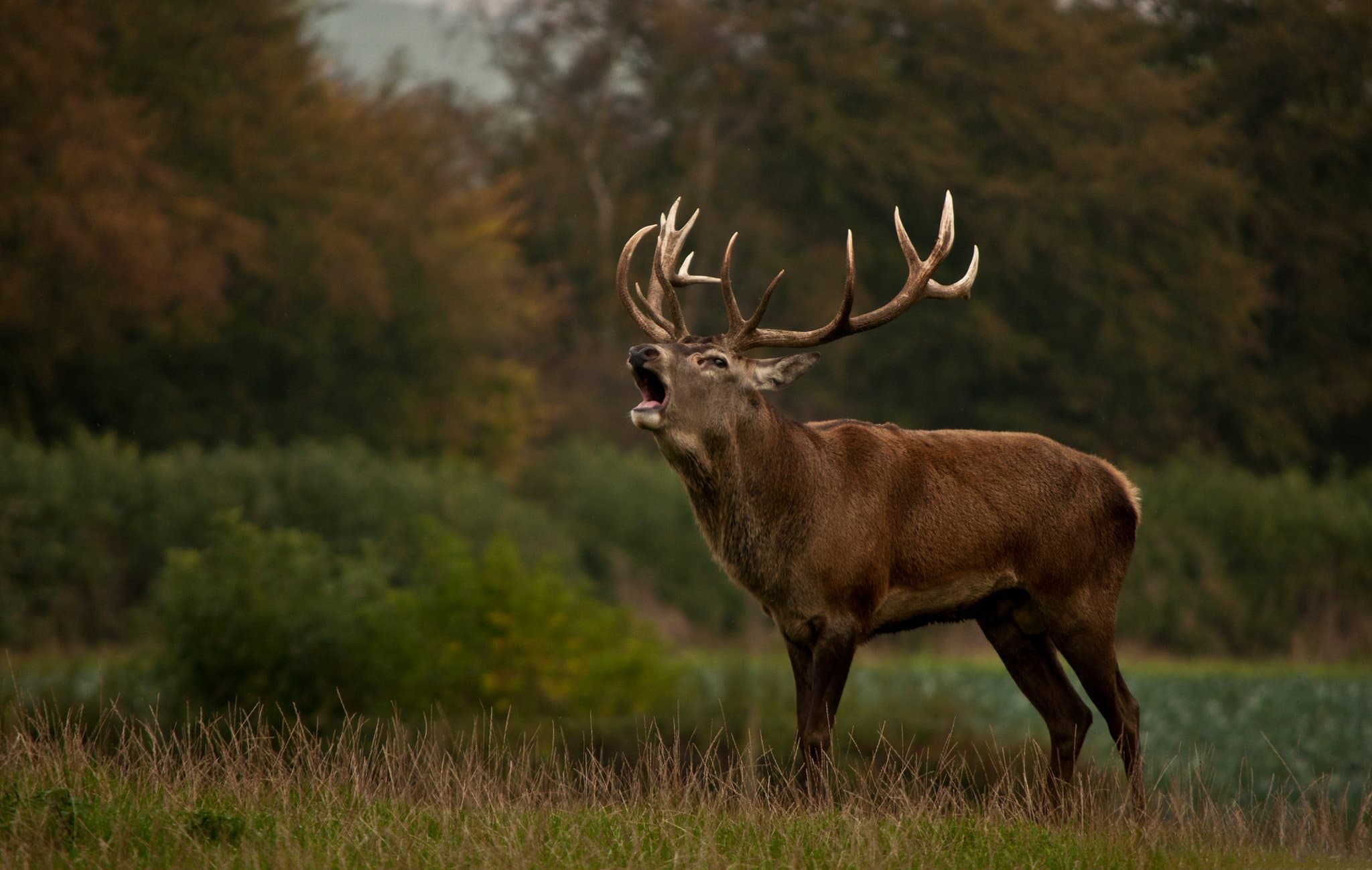 The Scottish Deer Centre