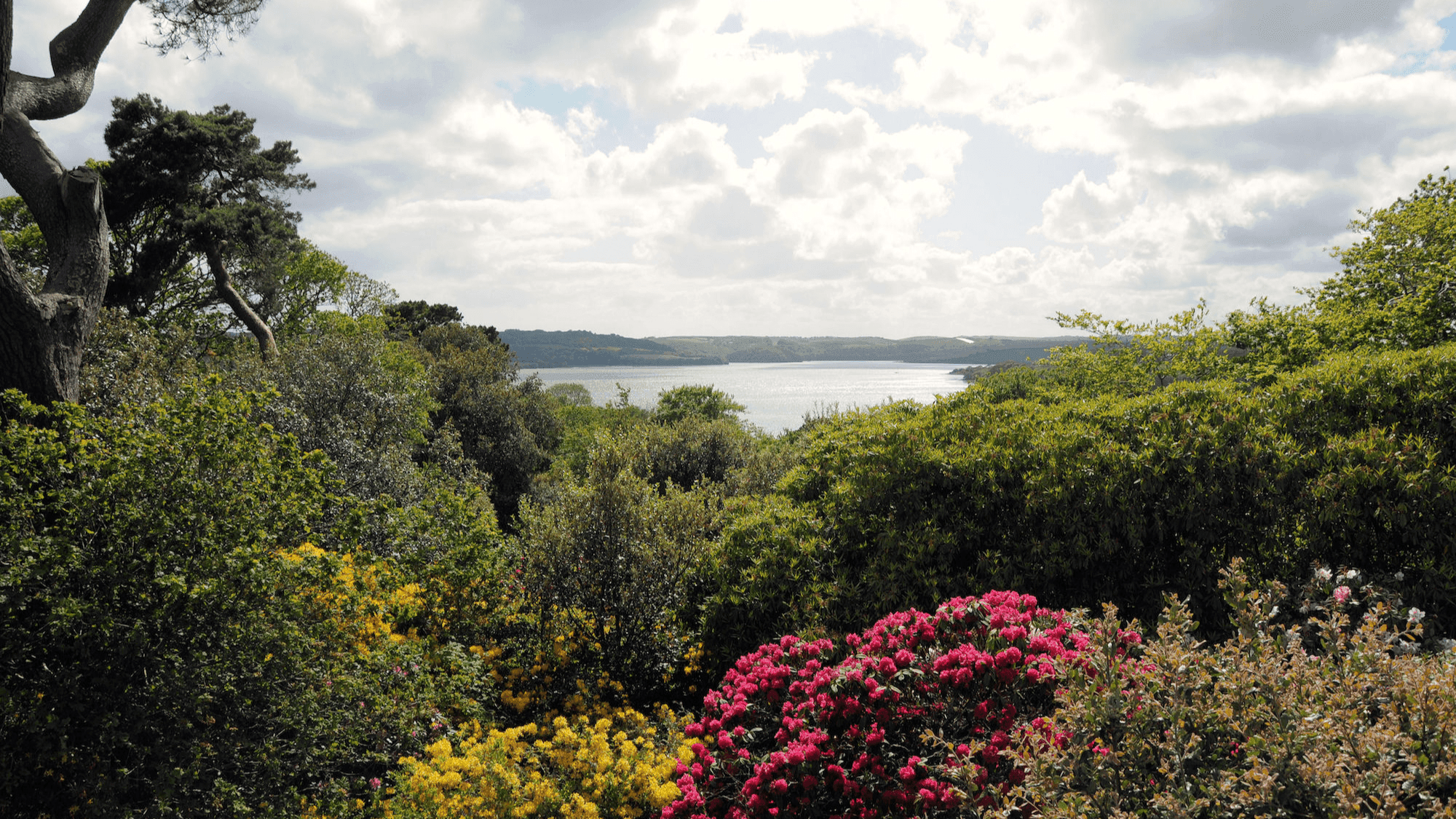 Antony Woodland Garden - Photo
