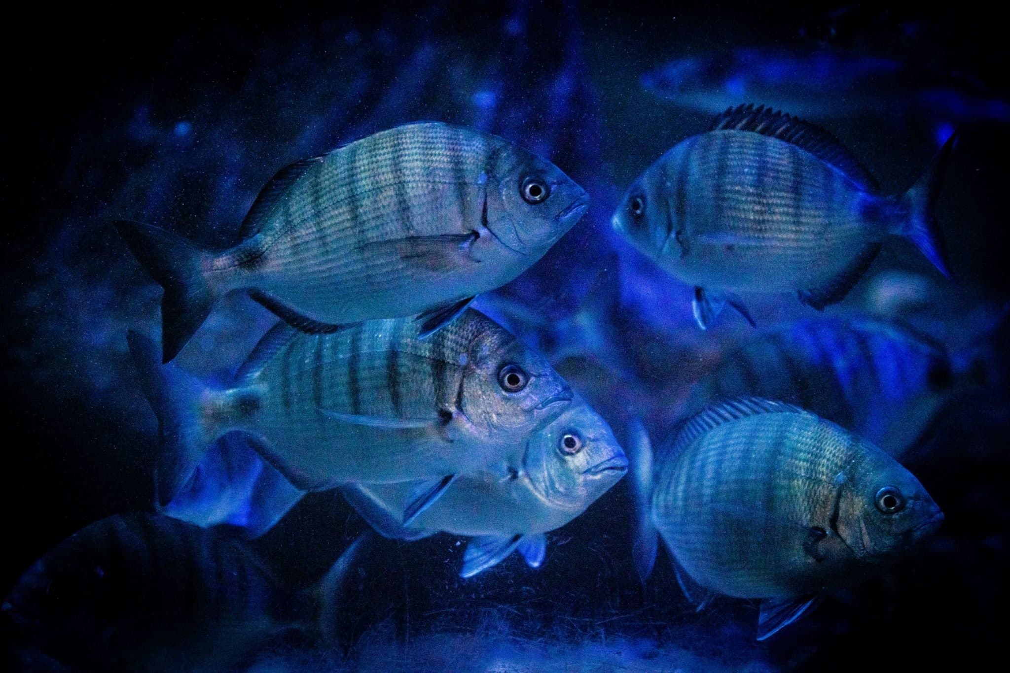 Deep Sea World - Photo
