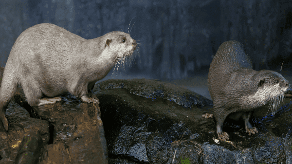 SEA LIFE Loch Lomond - Photo