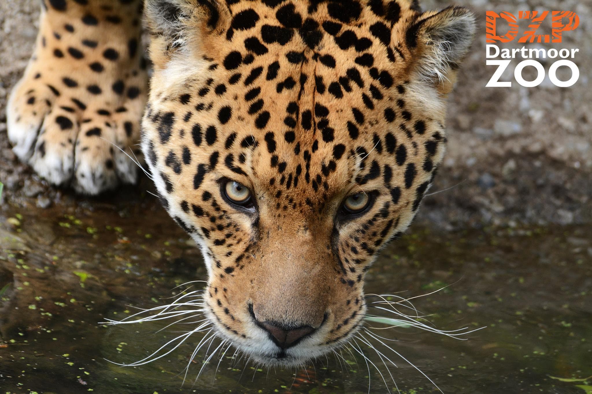 Dartmoor Zoological Park