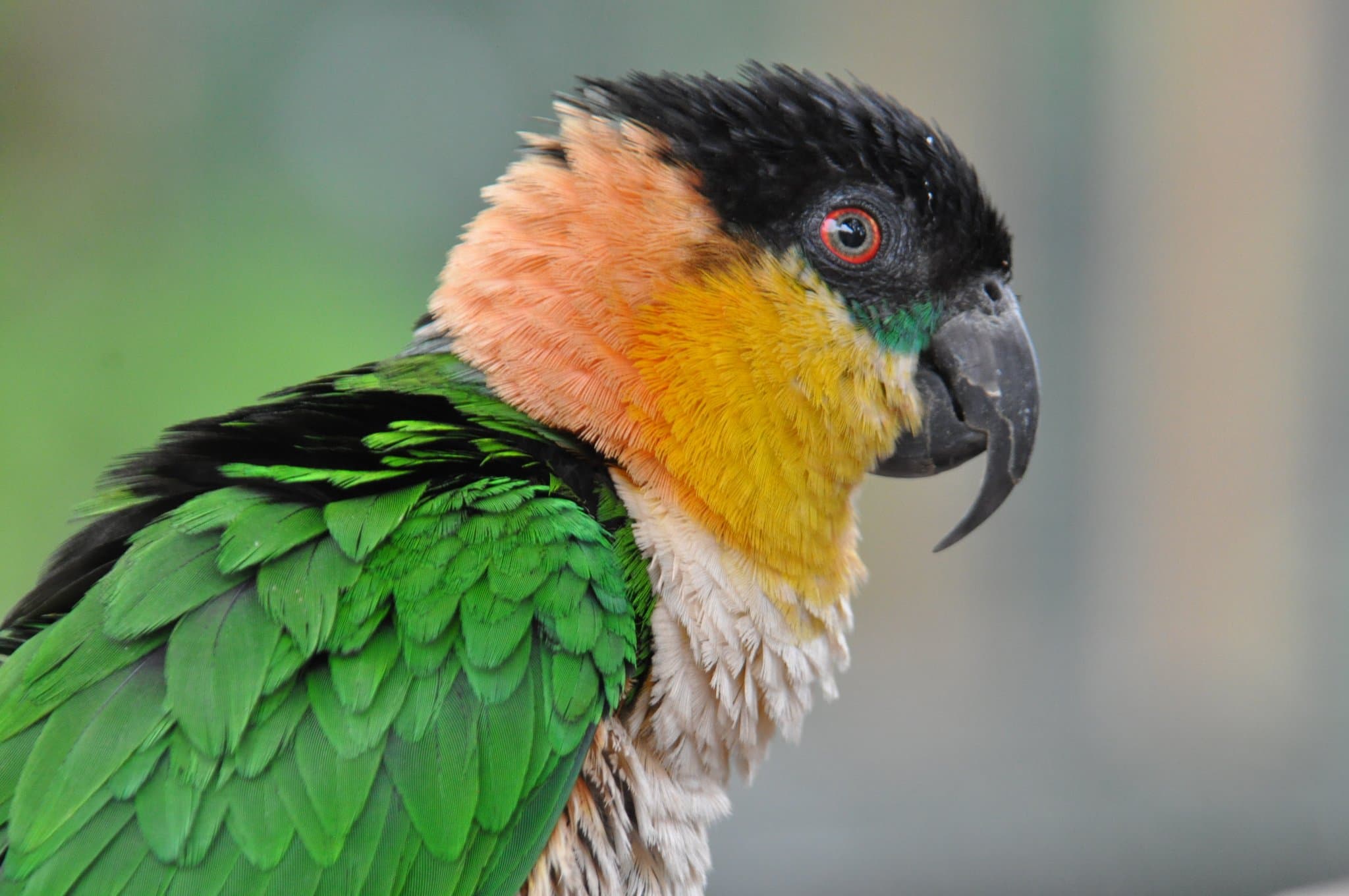 Tropical Birdland - Photo