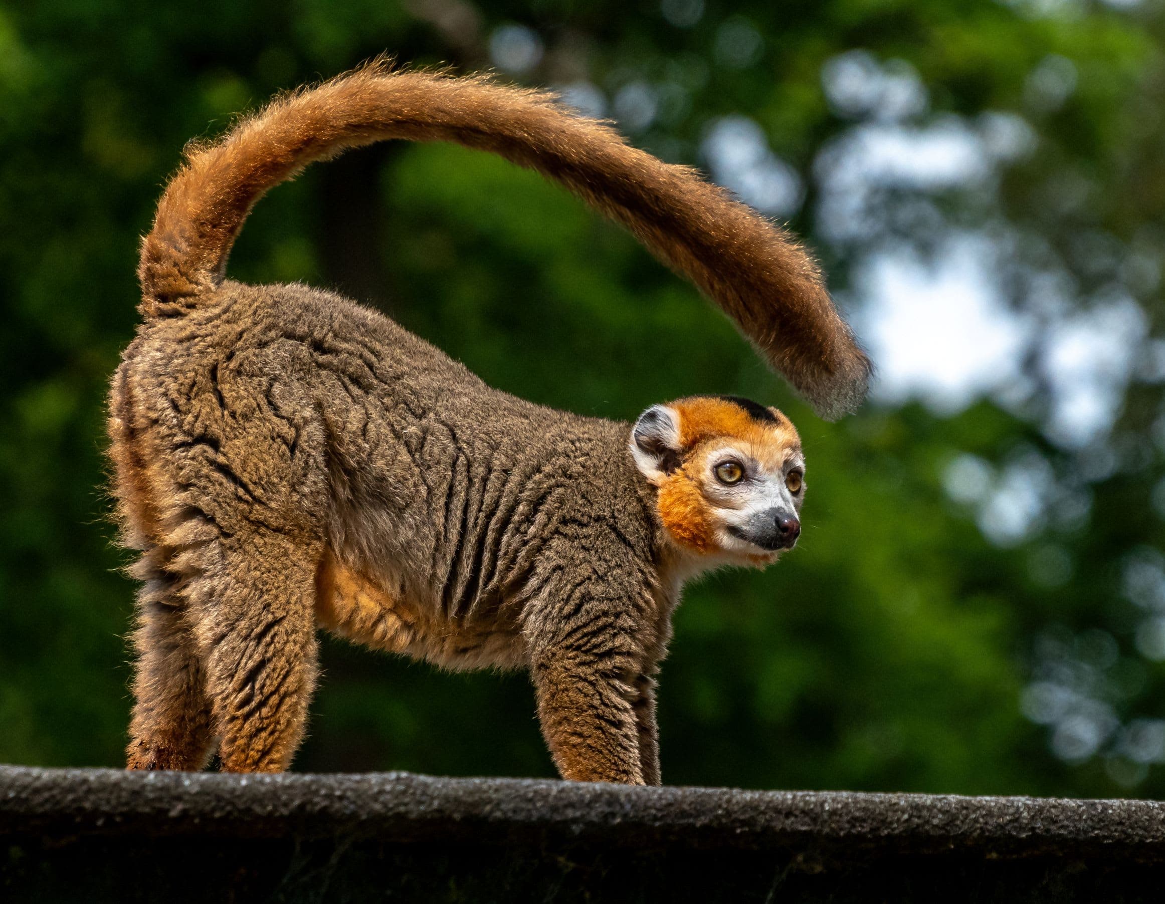 Blair Drummond Safari and Adventure Park - Photo