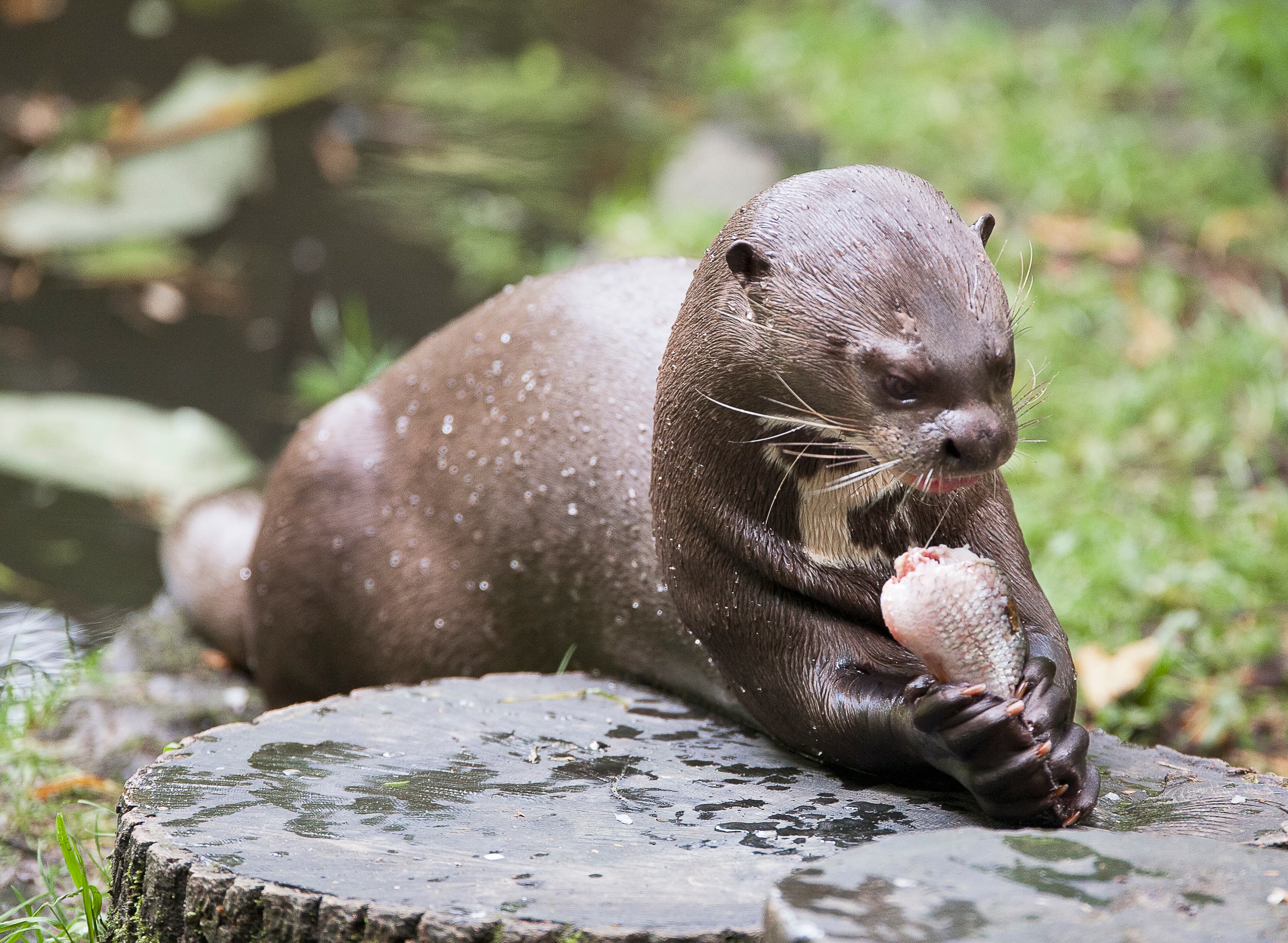 New Forest Wildlife Park - Photo