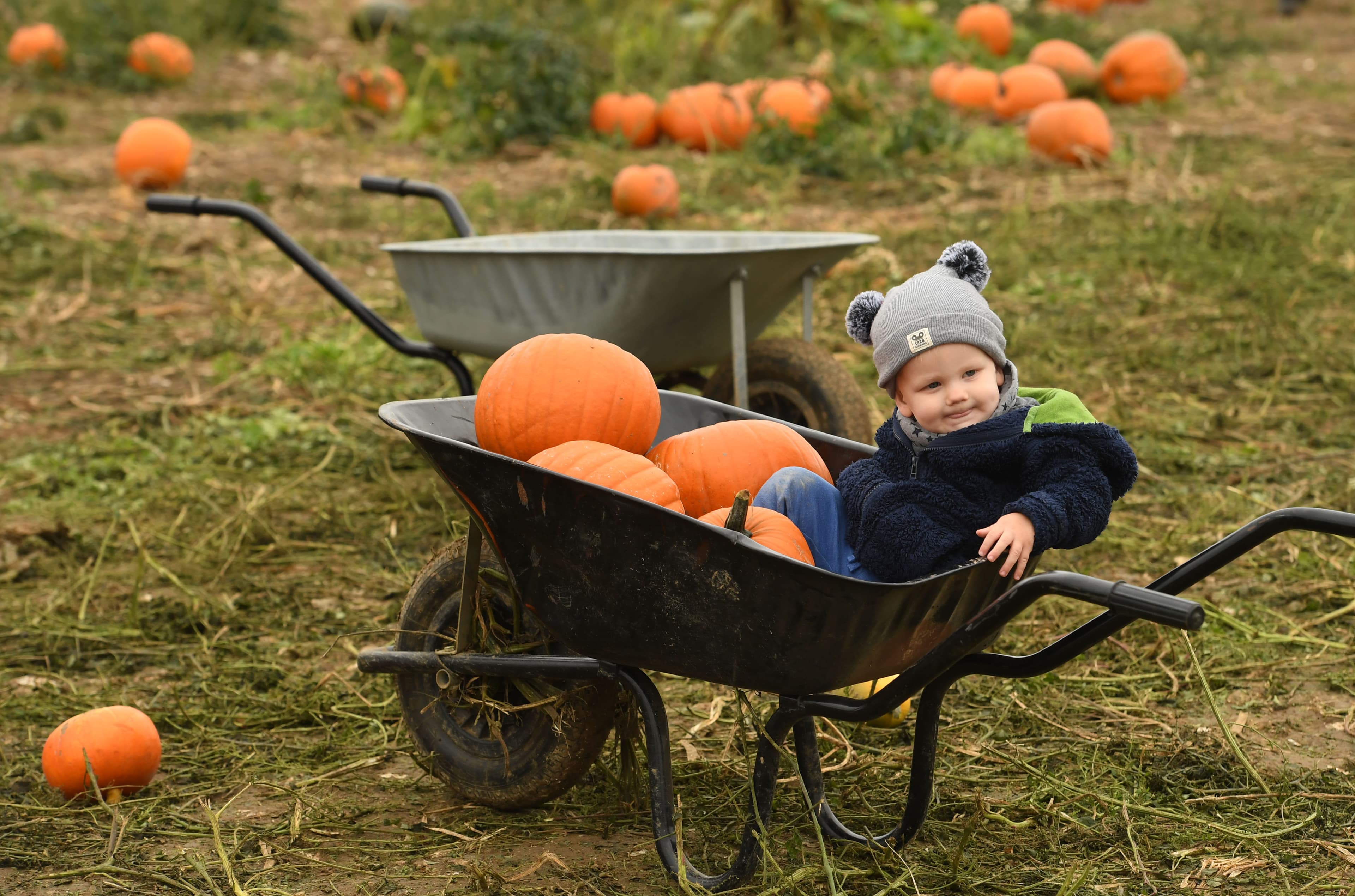 Picking Patch Fordingbridge - Photo