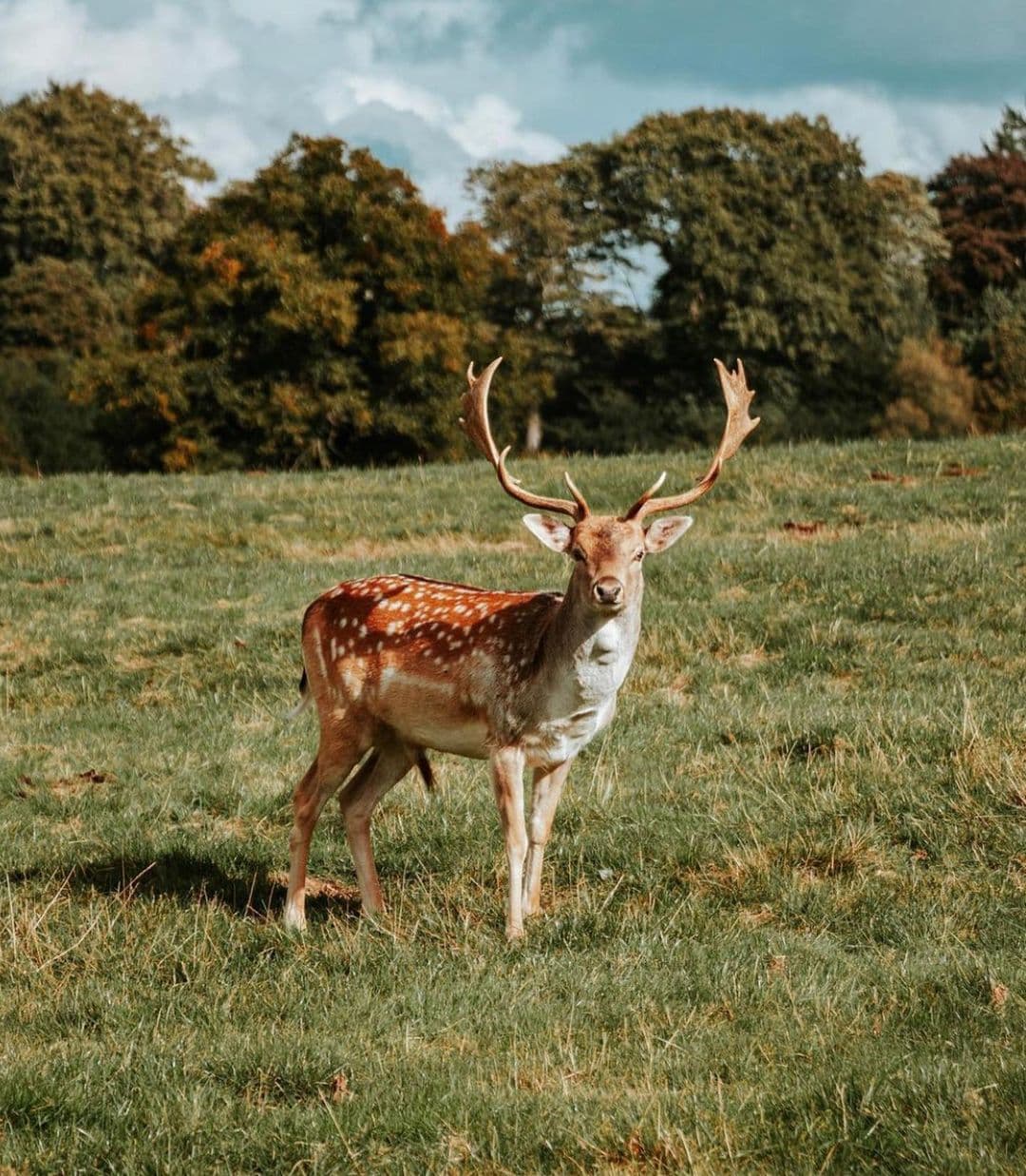 Ripley Castle - Photo