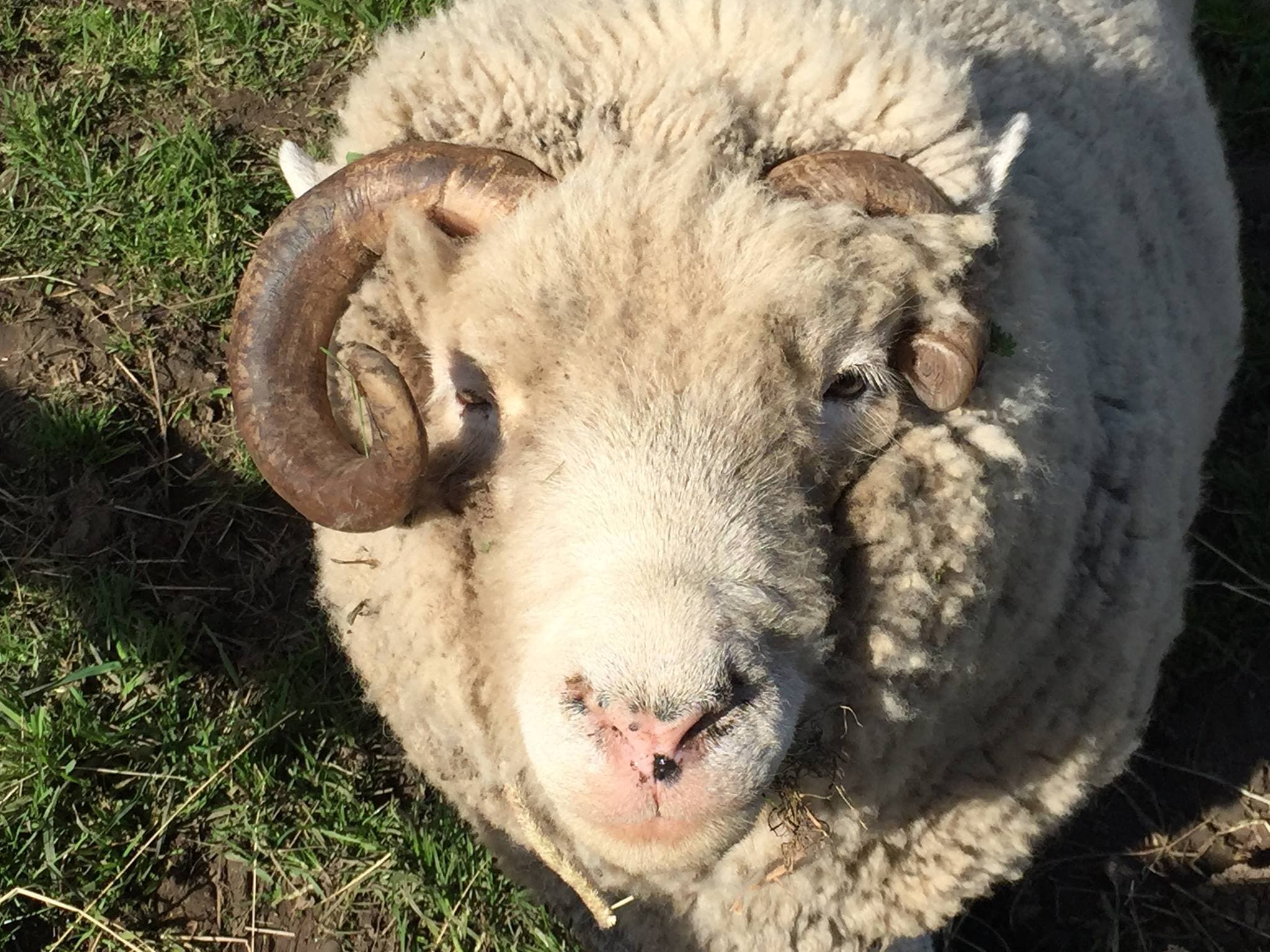 Down at the Farm - Photo