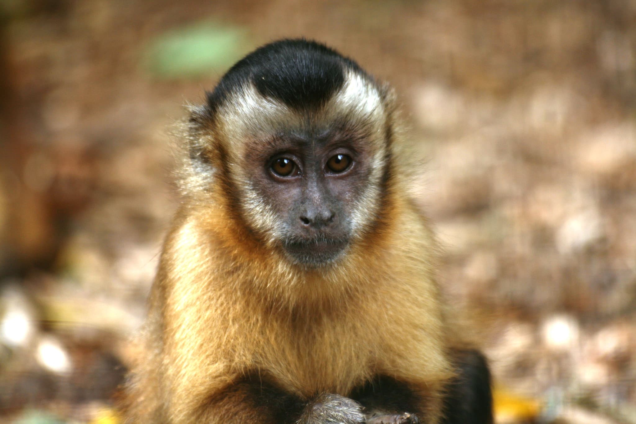 Wild Futures Monkey Sanctuary