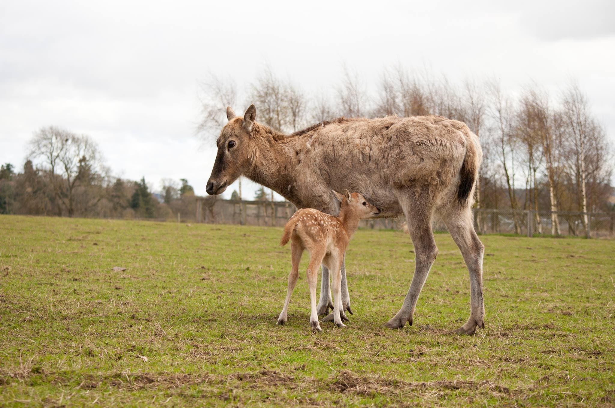 The Scottish Deer Centre - Photo